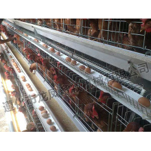 Un cadre de bonne qualité de cage de poulet